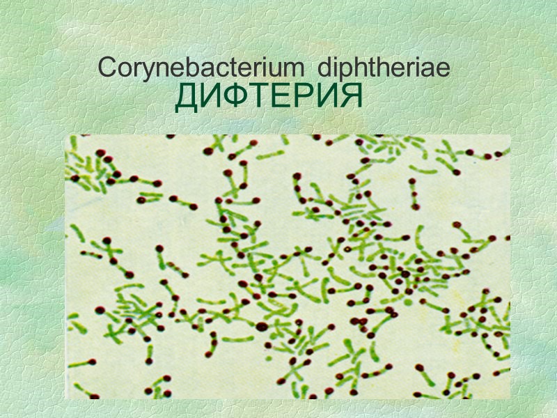 ДИФТЕРИЯ Corynebacterium diphtheriae